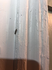 Conoderus vespertinus