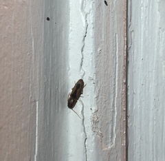 Conoderus vespertinus