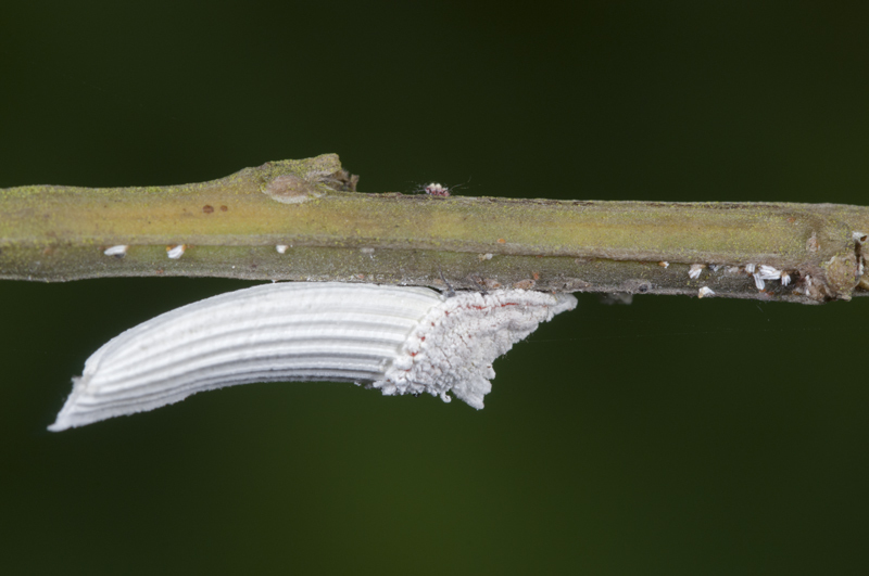 Genista Giant Scale Insect