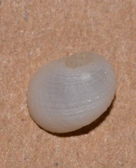 Vanikoro sigaretiformis