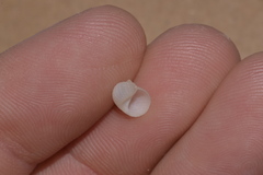 Vanikoro sigaretiformis