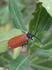 Macrolygistopterus rubripennis
