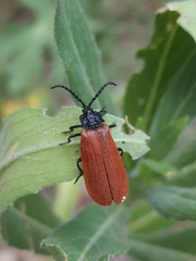 Macrolygistopterus rubripennis