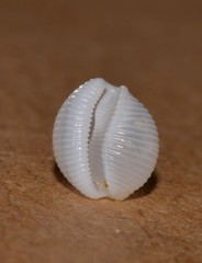 Cleotrivia globosa