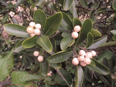 Daphnopsis caracasana