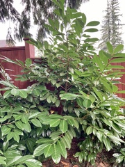 Prunus laurocerasus