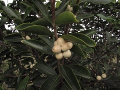 Daphnopsis caracasana