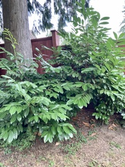 Prunus laurocerasus