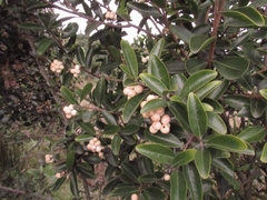 Daphnopsis caracasana
