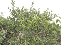 Daphnopsis caracasana