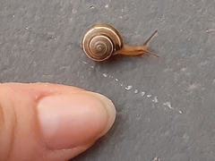 Praticolella griseola