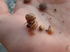 Praticolella griseola