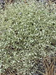 Sabulina californica