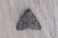 Hemeroplanis historialis