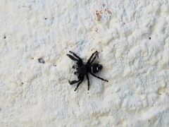 Phidippus audax