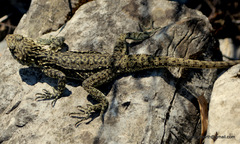 Laudakia tuberculata