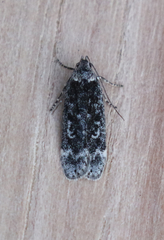 Chionodes sabinianae