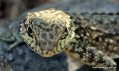 Laudakia tuberculata