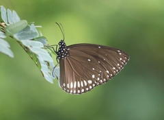 Euploea klugii