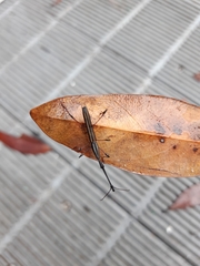 Ithystenus hollandiae