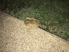 Trachycephalus quadrangulum