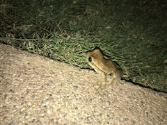 Trachycephalus quadrangulum