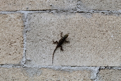 Sceloporus serrifer