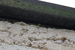 Sceloporus serrifer