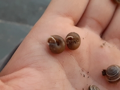Polygyrinae