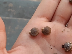 Polygyrinae