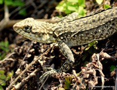 Laudakia tuberculata