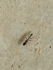 Myrmarachne melanocephala