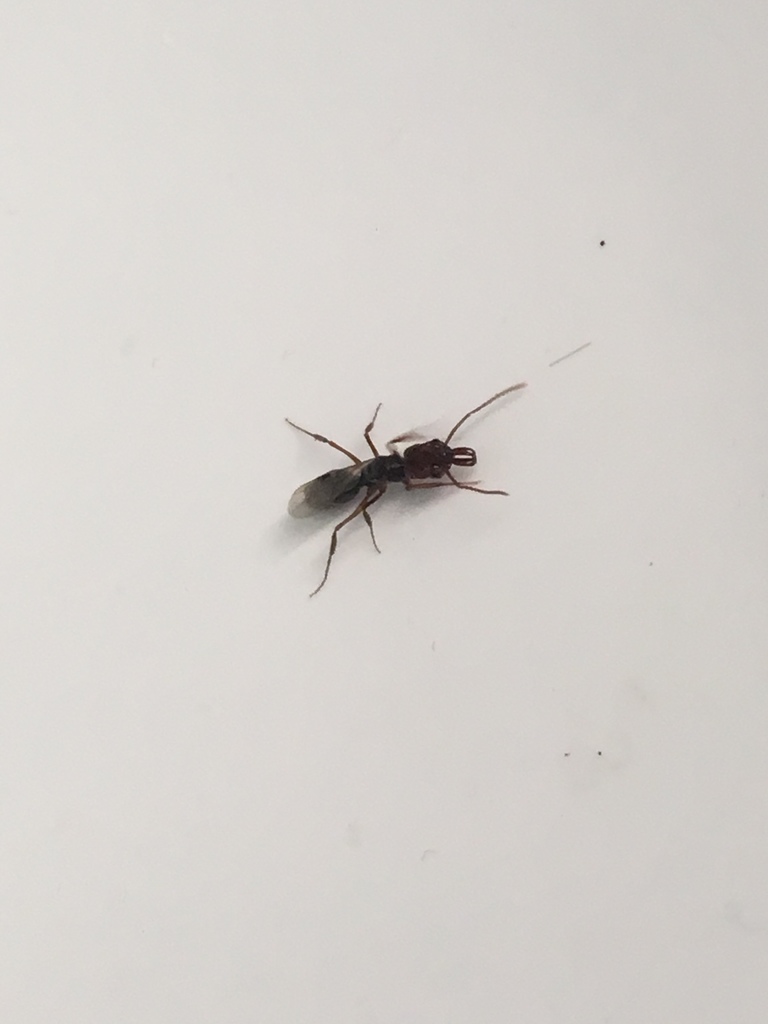 Trapjaw ant