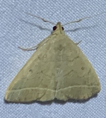 Zanclognatha marcidilinea