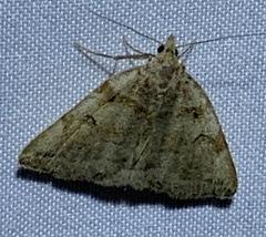 Zanclognatha laevigata