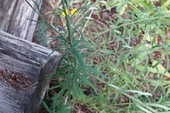 Linaria purpurea