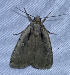 Eueretagrotis attentus