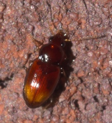 Elaphropus