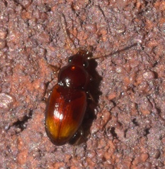 Elaphropus