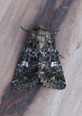 Properigea albimacula