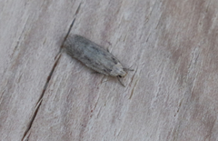 Platyedra subcinerea