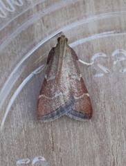 Arta epicoenalis