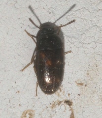 Mycetophagidae
