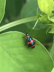 Lebia bitaeniata