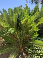 Metroxylon sagu