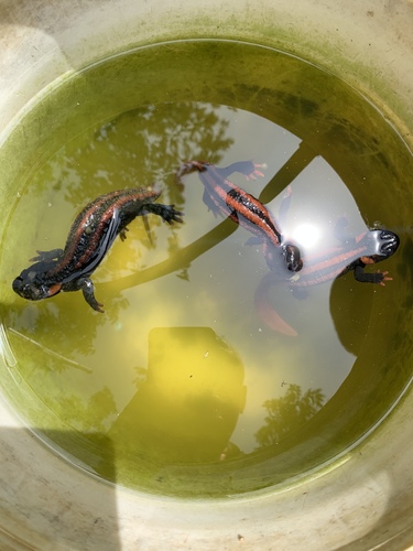 Red-tailed Knobby Newt