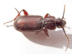 Pterostichus macer