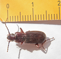 Pterostichus macer