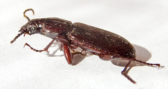 Pterostichus macer