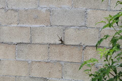 Sceloporus serrifer